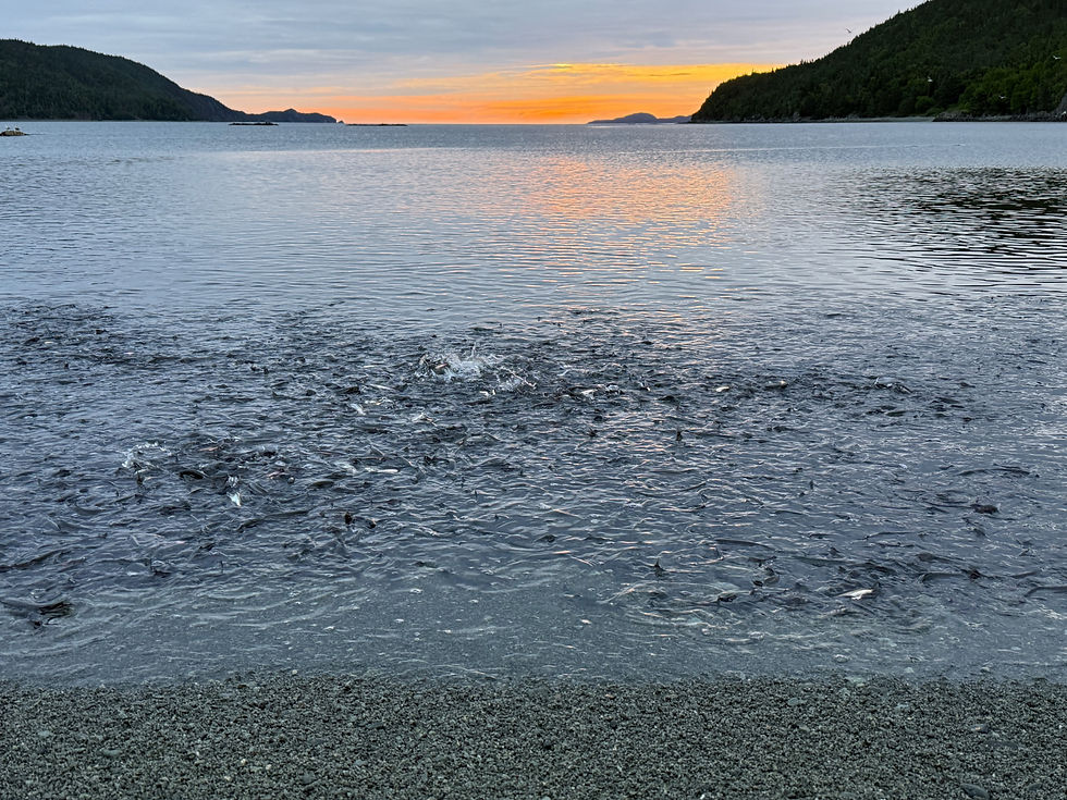 Sunrise and Capelin Fish Rolling in
