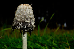 Shaggy Mane (Coprinus comatus)
