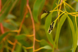 Emperor Gum Moth Catepillars
