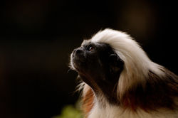 Cotton-top Tamarin (Saguinus oedipus)