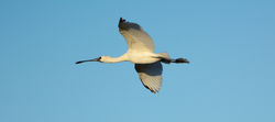 Spoonbill of Mapua