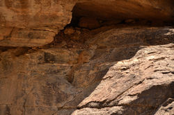 Rock Squirrel (spermophilus variegatus)