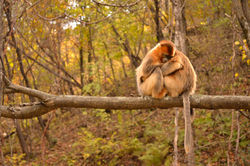 Rhinopithecus roxellana