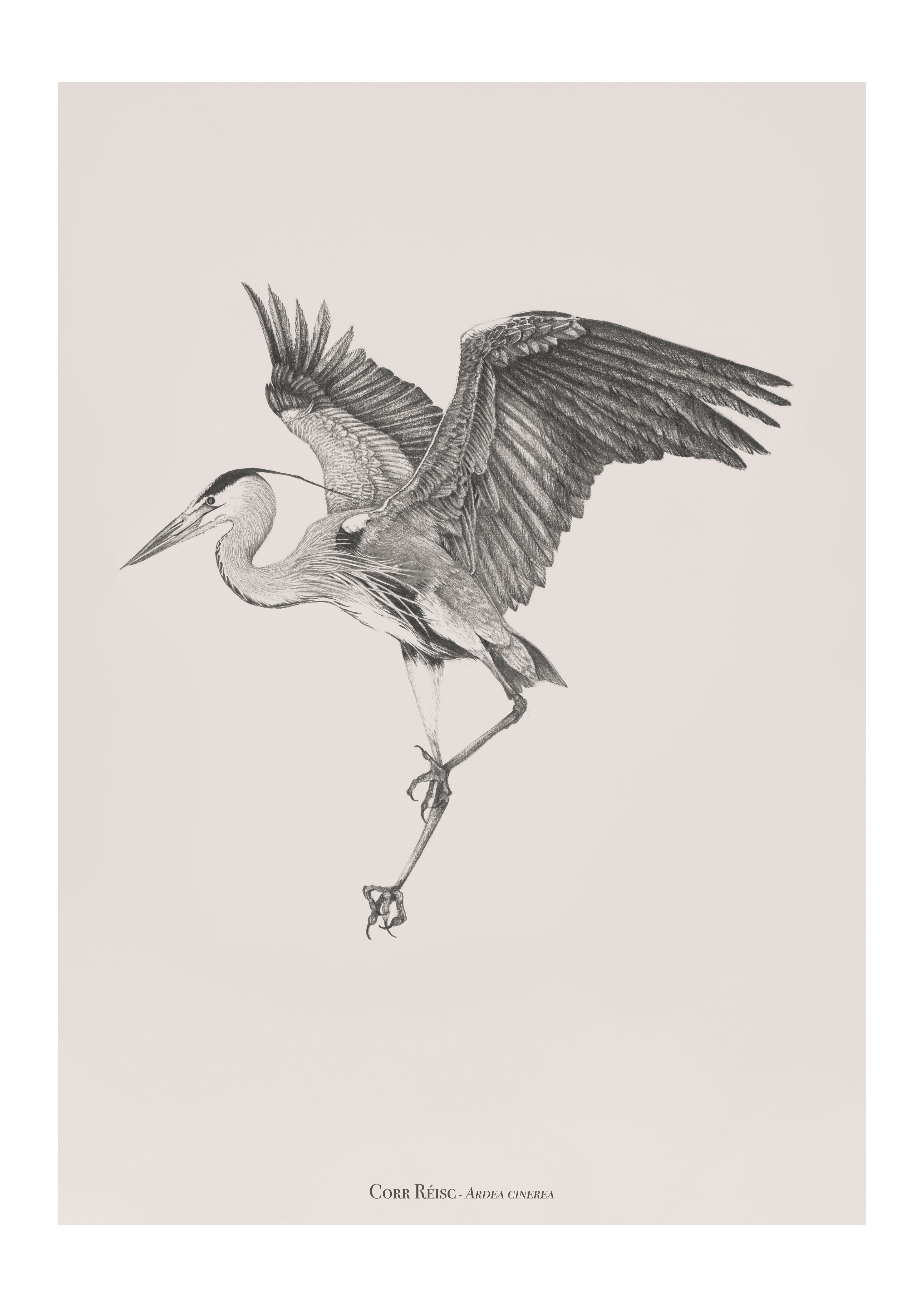 heron fine art giclee print for home interiors. irish artist. handmade pencil drawing