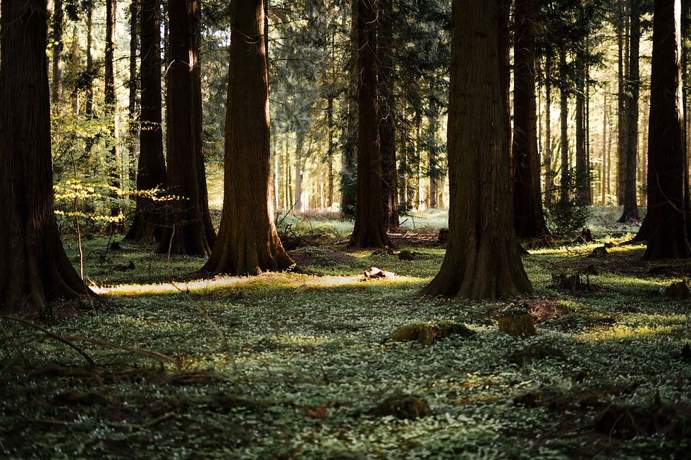 Sarahs Wald