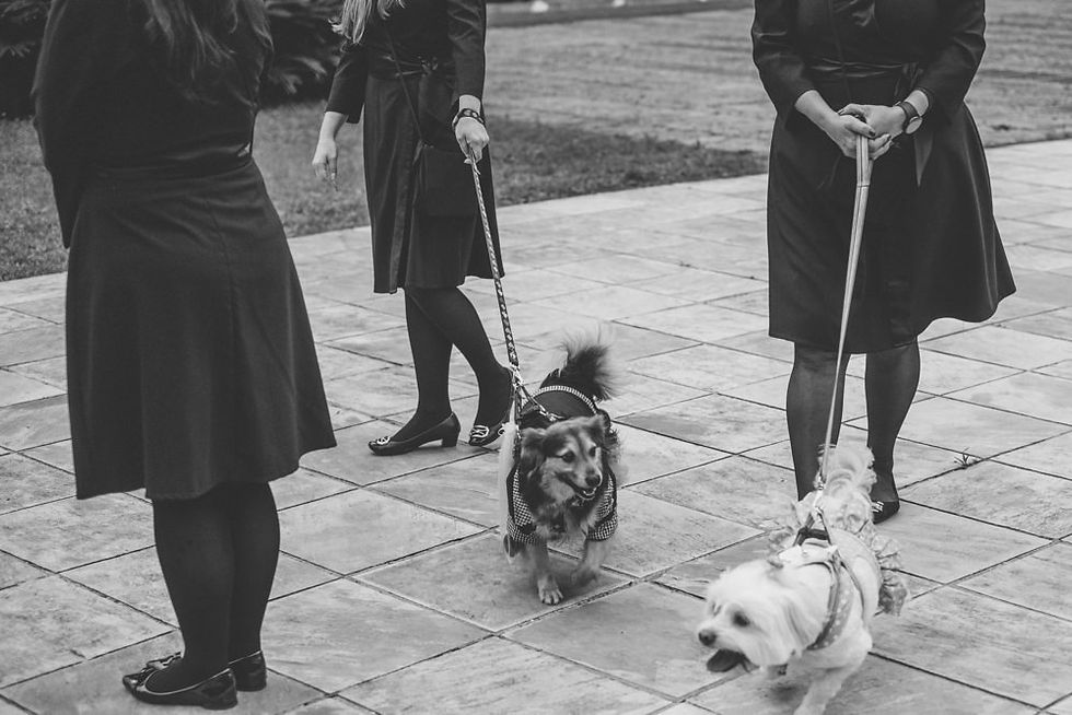 fotografia de casamento ao ar livre curitiba cerimônia cachorros levam aliança