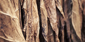 Tobacco Leaves