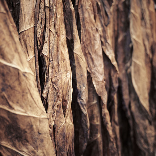 Tobacco Leaves