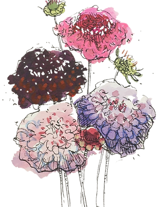 Scabious_Crown Tall Mixed