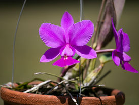 74ª Festa Nacional de Orquídeas e Plantas Ornamentais começa nesta sexta-feira em Guaxupé