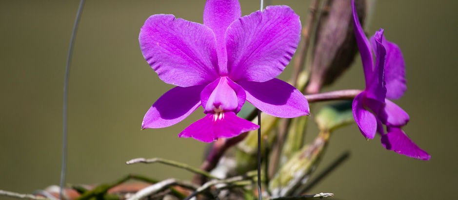 74ª Festa Nacional de Orquídeas e Plantas Ornamentais começa nesta sexta-feira em Guaxupé