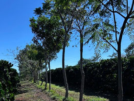 Cooxupé lidera iniciativa inédita no Brasil e viabiliza venda de créditos de carbono no café