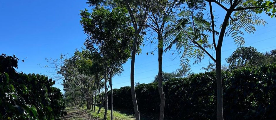 Cooxupé lidera iniciativa inédita no Brasil e viabiliza venda de créditos de carbono no café