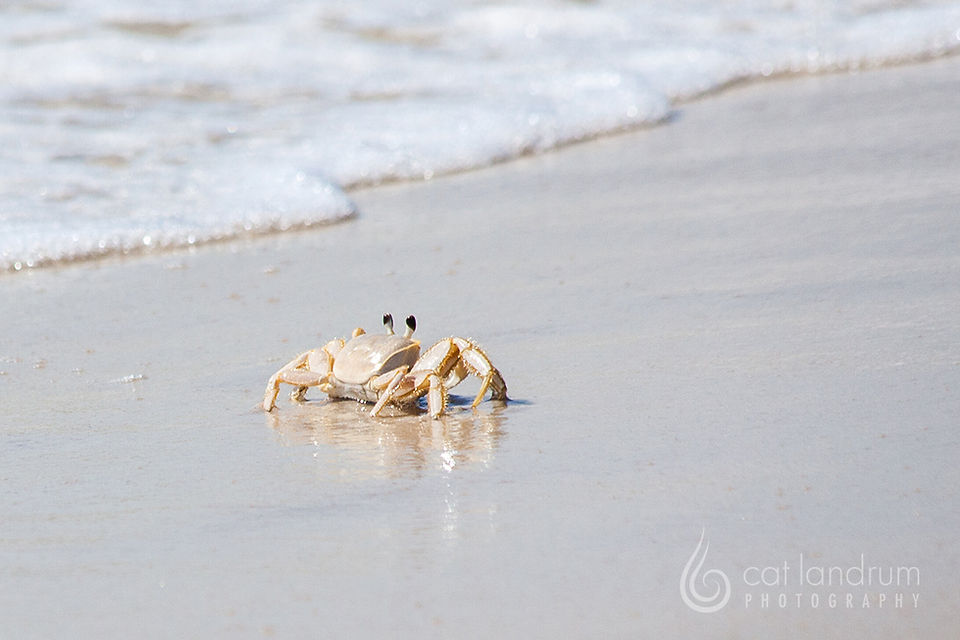 CatLandrumPhotography_HornIsland_19