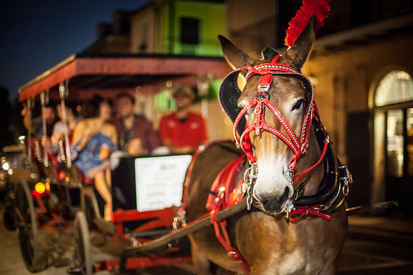 2ndStory_RoyalCarriages_108.jpg