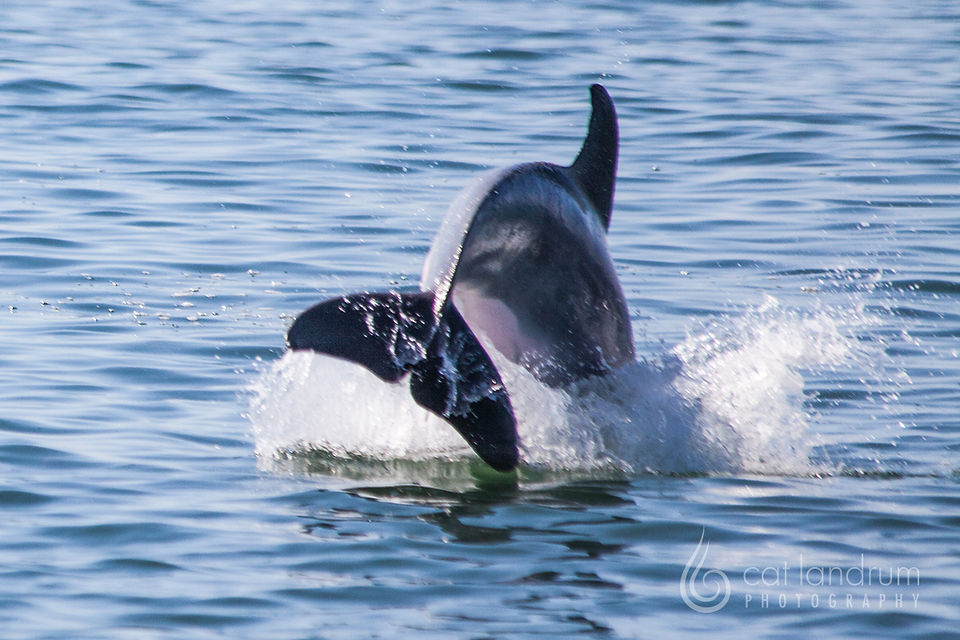 CatLandrumPhotography_HornIsland_9