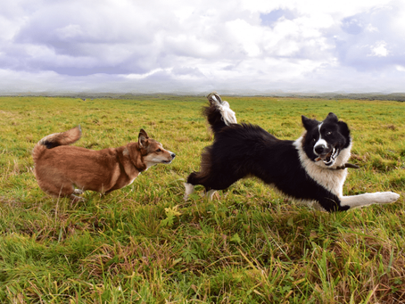 Köpekler neden oyun oynar?