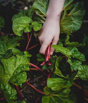 person holding red chili plant_edited.jp