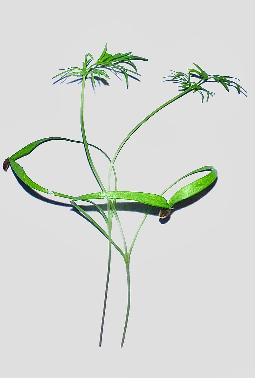 Thumbnail: FENNEL ANISE