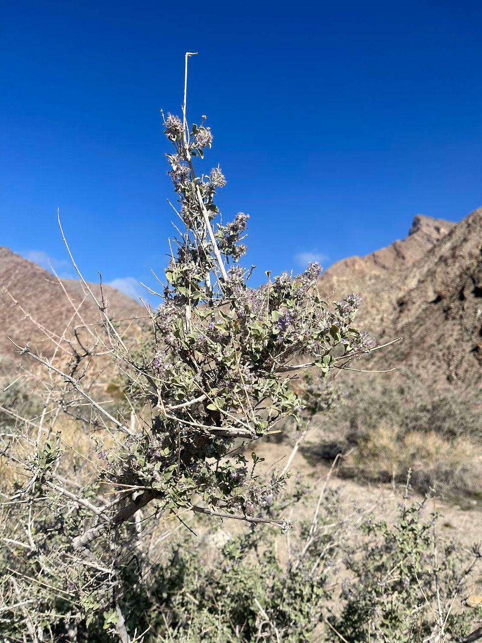 Borrego Palm Canyon, Anza Borrego, CA - Desert Lavender