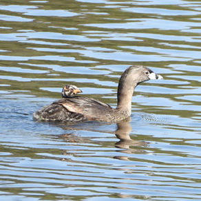 Spring Birding | Oceano Lagoon, CA