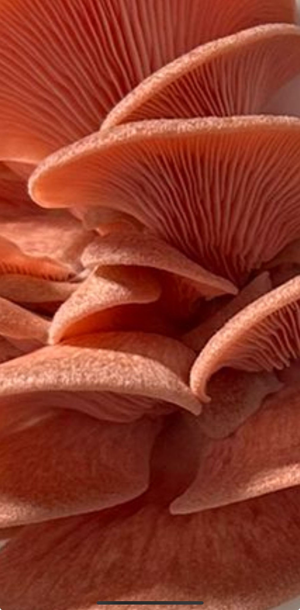 Pink Oyster Mushroom