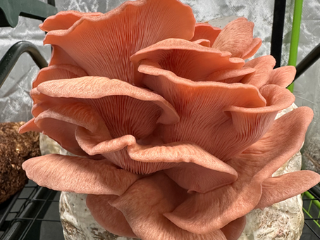 Beginner's Guide to Growing Mushrooms at Home