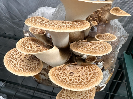 Dryads Saddle, is this a fungi that we should be more aware of?