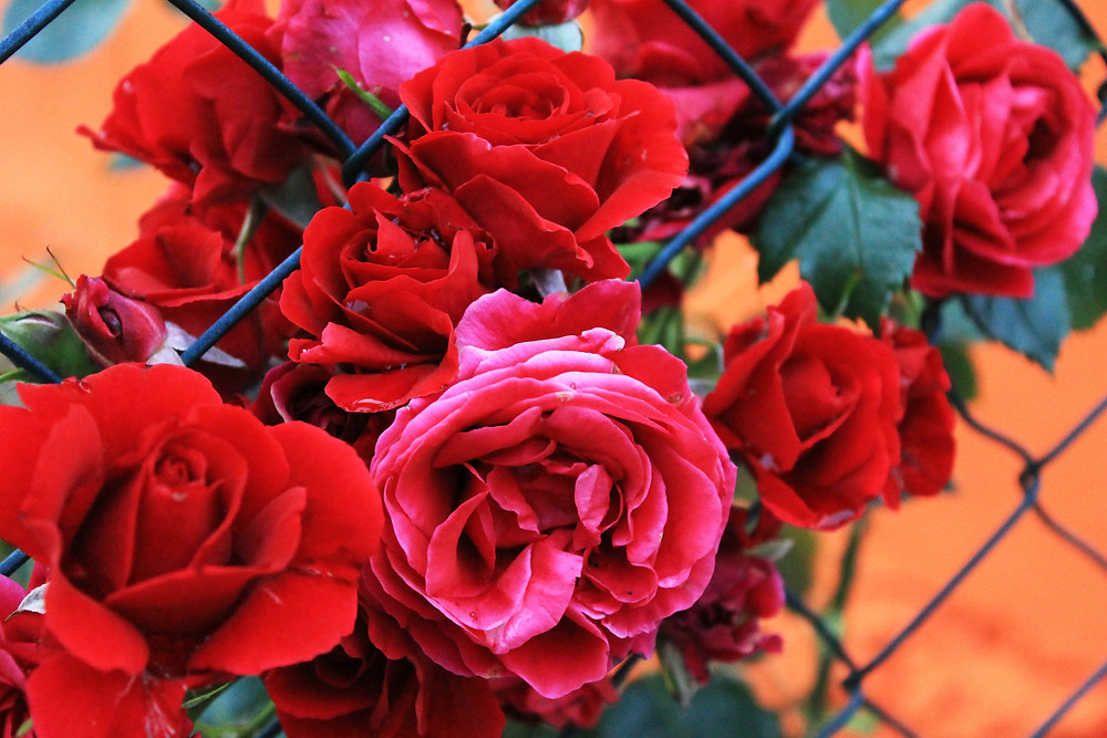 Rote Rosen am Gartenzaun