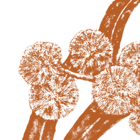 wattle new.2.png