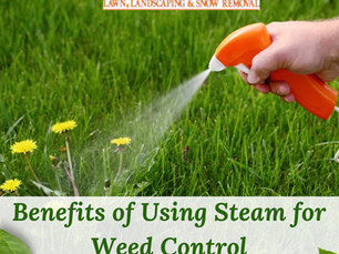 The Best Ways to Pull Weed Control Steam