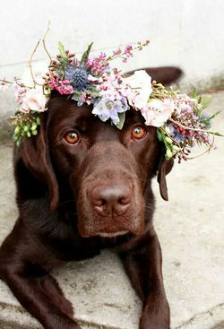 chocolate-lab-at-wedding
