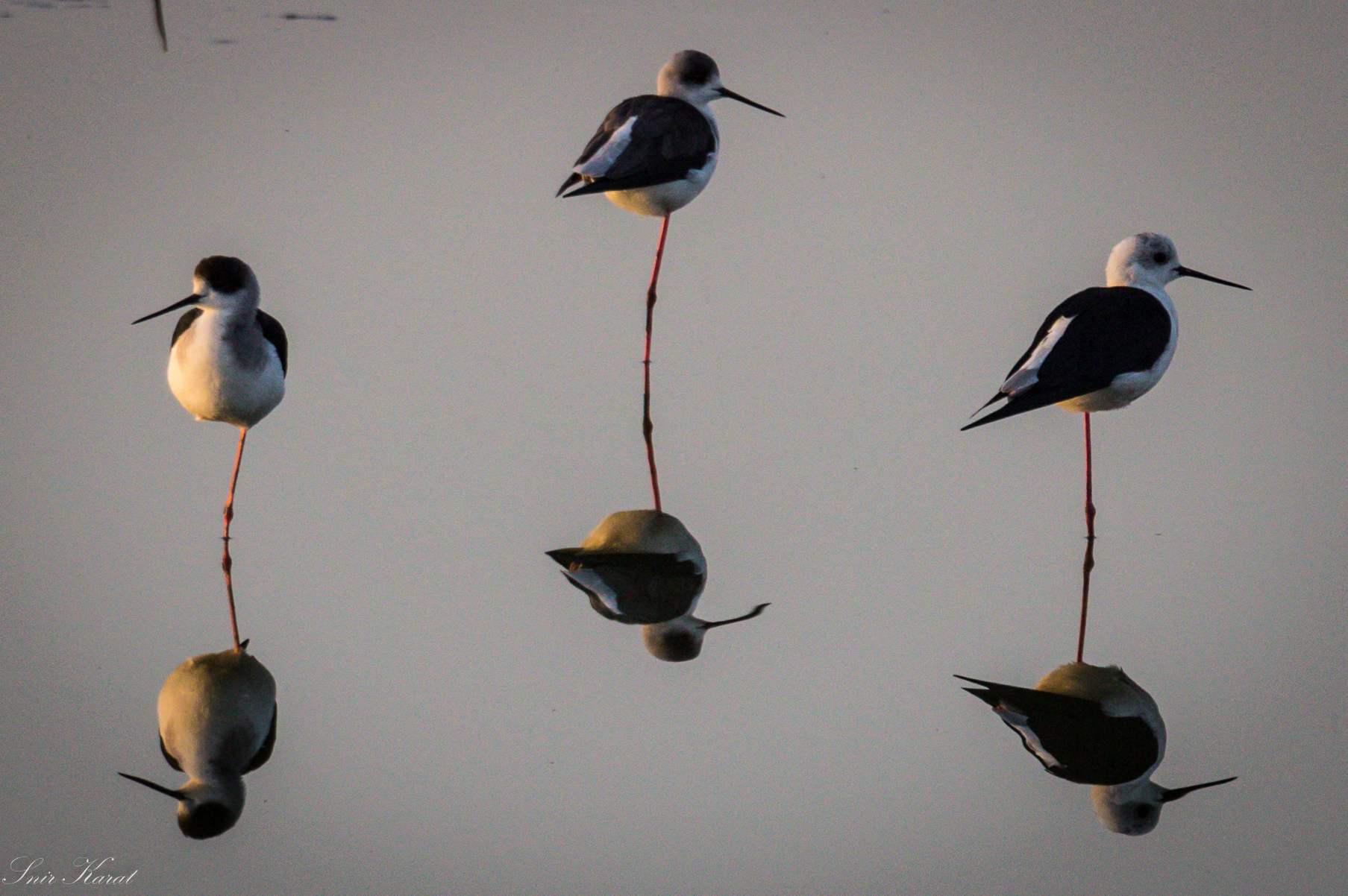 black-winged stilts tripling