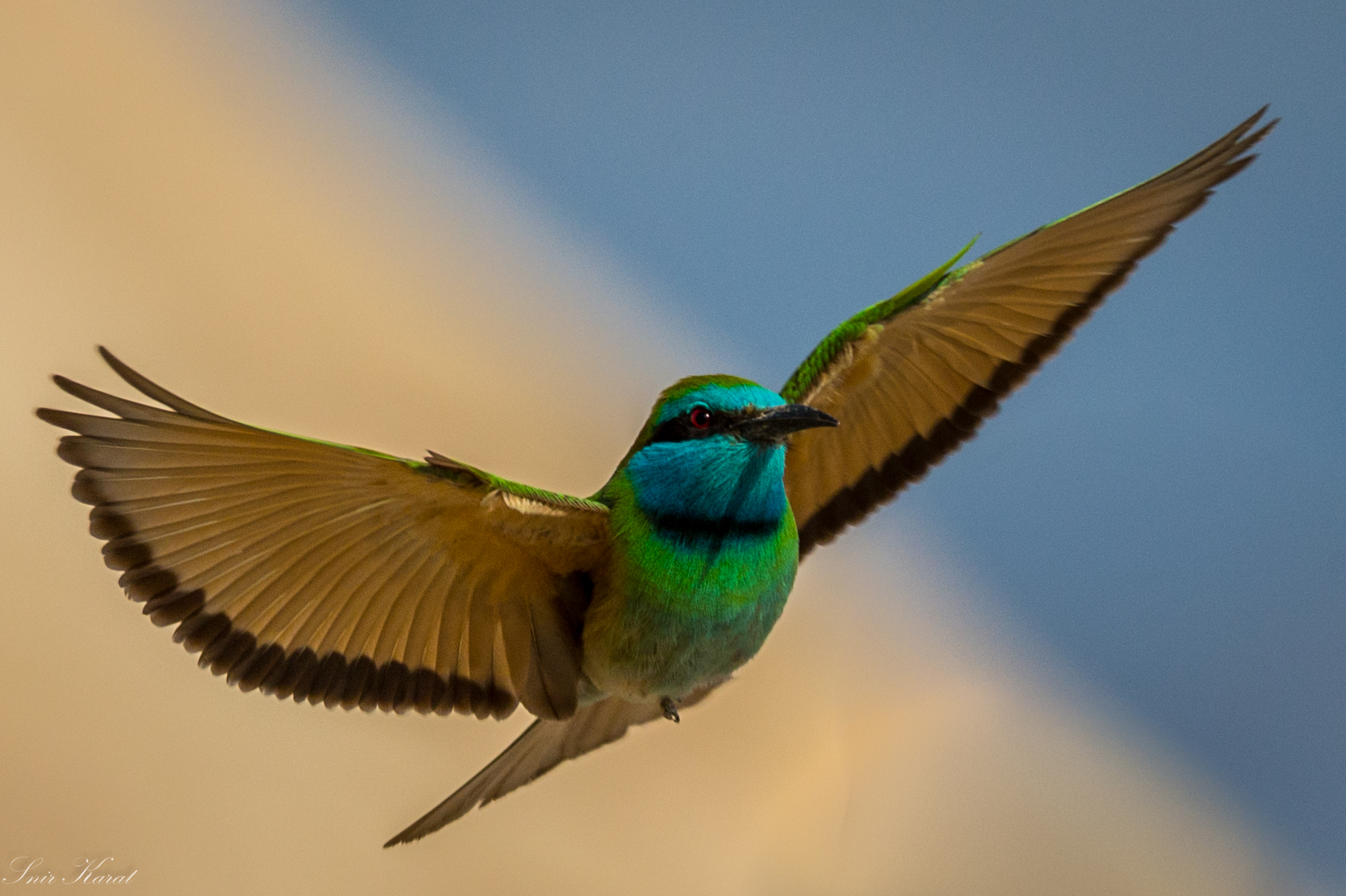green bee eater flying