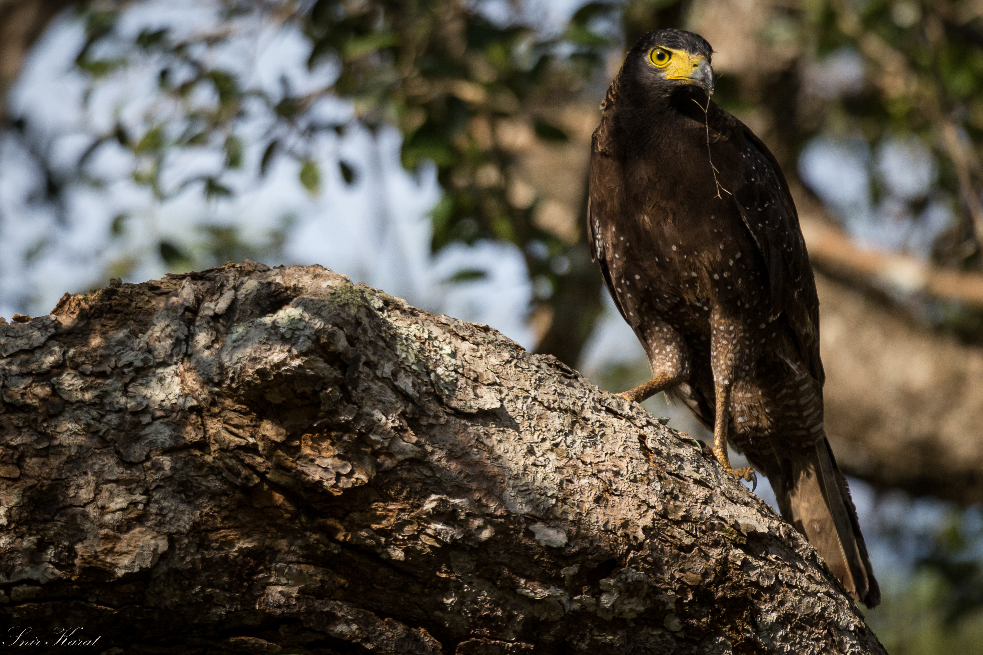 crested serpent eagle