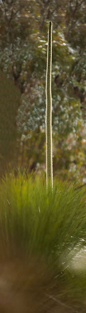 Grass Tree 2