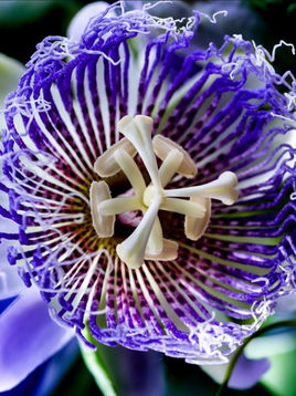 SER SENHOR OU SER VIÇO A FAVOR DOS IDOSOS? MELHOR É SER FLOR   