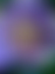  AS ÁGUAS DE MARÇO E AS FLORES                     DE OUTONO ENTRE AS GERAÇÕES  