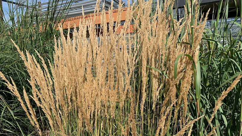 NAtive Grasses - replace.jpeg