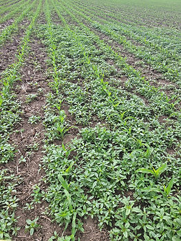 Yankton Seed House Cover Crop.jpg