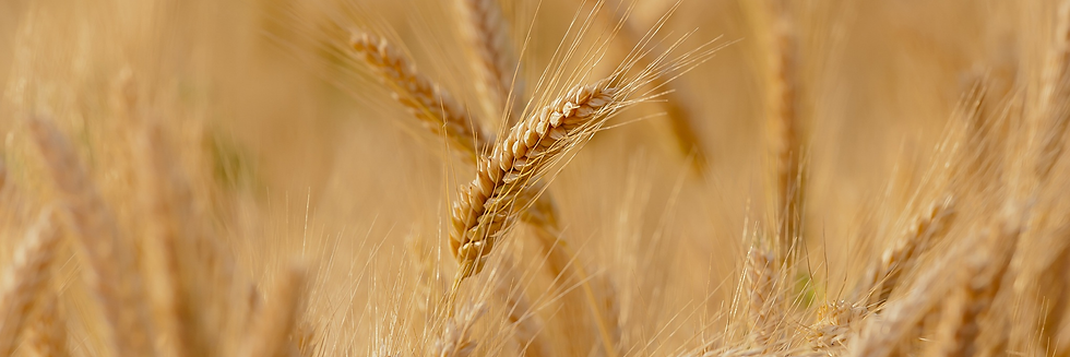 Small Grains Wheat.png