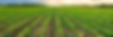 Cover Crop 2.png