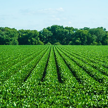 soybeans.jpeg