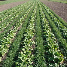 Cover Crops.jpeg