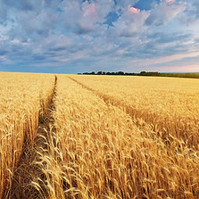 wheat.jpeg
