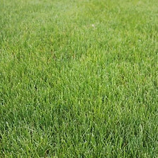 grass.jpeg