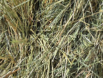 hay_edited.jpg