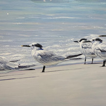 The Tern Squad | Acrylic | 24" x 48"