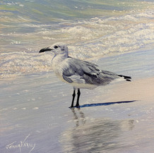 Seagull In Surf | Acrylic | 10” x 10”