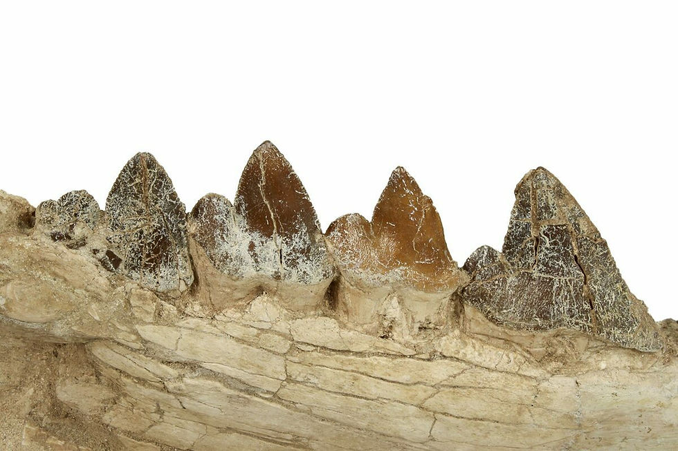 Thumbnail: 30" Fossil Primitive Whale Jaw - Morocco